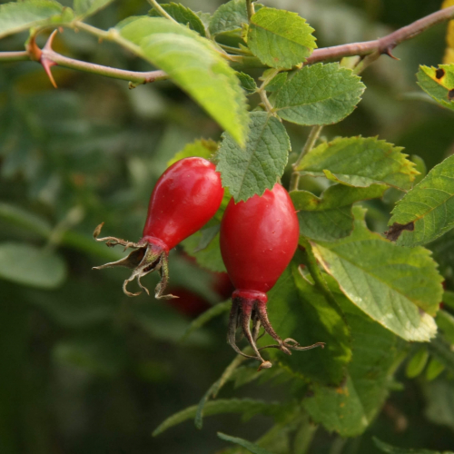 Rosehip